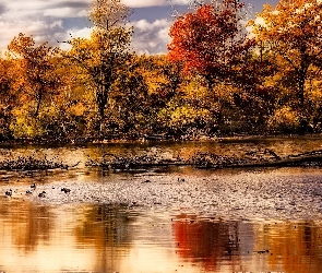 Kaczki, Drzewa, Jesień, Rzeka