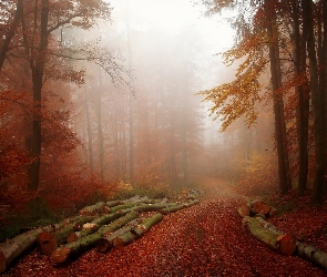 Droga, Kłody, Jesień, Mgła, Las