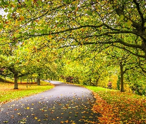 Park, Alejka, Jesień