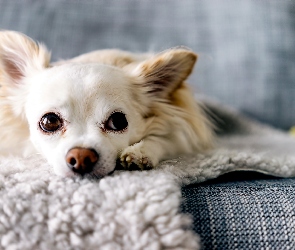 Kanapa, Chihuahua, Mały, Piesek