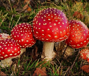 Ściółka, Leśna, Muchomorki