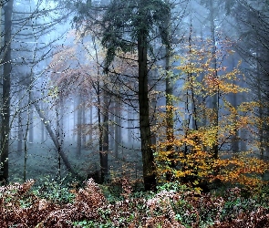 Drzewa, Jesień, Paprocie, Mgła, Las