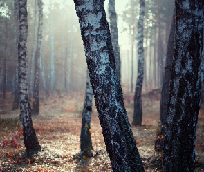 Wschód Słońca, Mgła, Brzozowy, Las