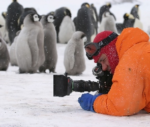 Pingwiny, aparat, śnieg, fotograf