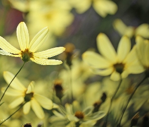 Żółte, Kosmea, Kwiaty