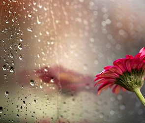 Gerbera, Krople, Odbicie, Szyba, Kwiat