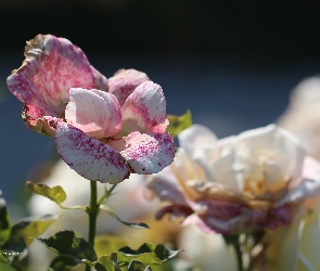 Nakrapiana, Kwiat, Róża