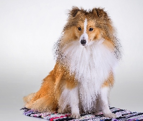 Owczarek, Collie