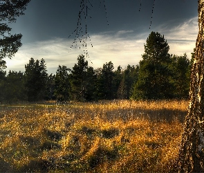 Las, Drzewa, Trawa, Polana, Jesień