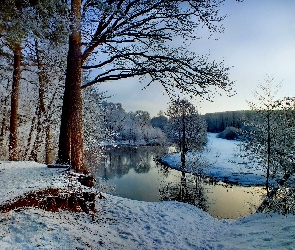 Drzewa, Śnieg, Rzeka