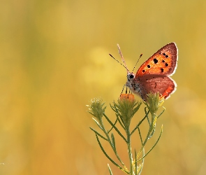 Motyl, Kwiat, Czerwończyk