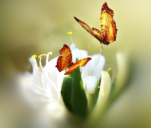 Kwiat, Motyle, Biały