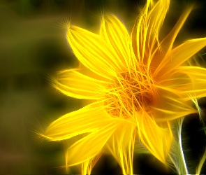 Żółty, Fractalius, Kwiat