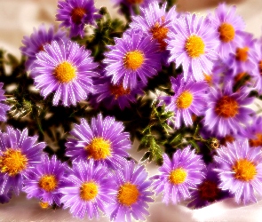 Grafika, Fractalius, Aster