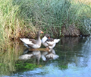Dzikie, Trawa, Wysoka, Gęsi, Jezioro