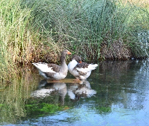 Jezioro, Trawa, Gęsi, Wysoka, Dzikie