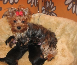 suka, Yorkshire Terrier, szczeniaki, trzy, karmiąca