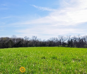 Łąka, Niebo, Trawa