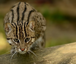 Ocelot