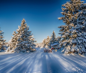 Zima, Drzewa, Altanka