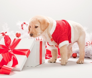 Pies, Świąteczne, Prezenty, Szczeniak