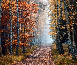 Las, Jesień, Mgła, Droga, Brzozowy