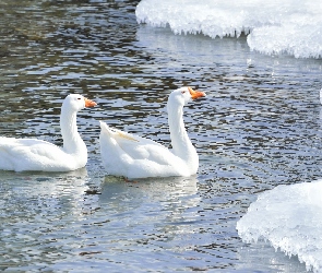 Zima, Gęsi, Staw