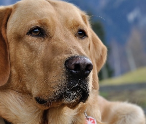 Labrador Retriever