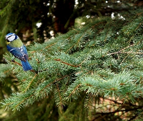 Świerk, Sikorka