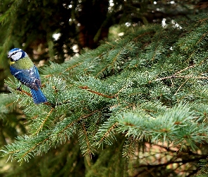 Sikorka, Świerk