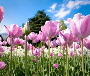 Tulipany, Różowe