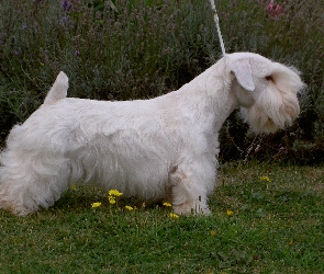 biały, Sealyham Terrier