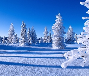 Śnieg, Świerki, Drzewa, Ośnieżone, Zima