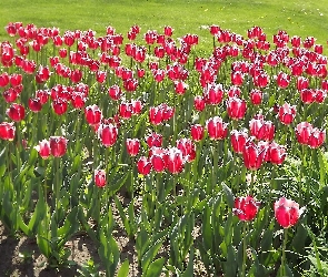 Kwiaty, Tulipany