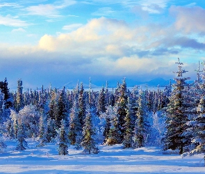 Świerki, Las, Zima, Śnieg