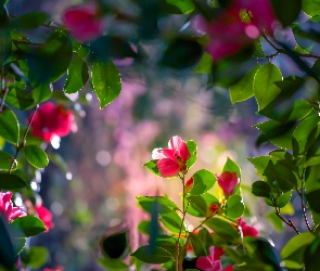 Kwiaty, Bokeh, Liście, Światło, Kamelia
