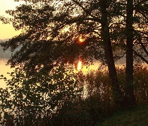 Słońca, Las, Mgła, Jezioro, Wschód