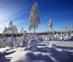 Drzewa, Las, Zima , Śnieg