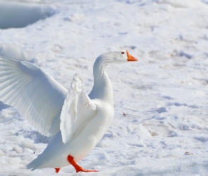 Śnieg, Gęś, Zima