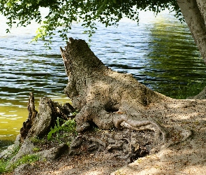 Korzeń, Jezioro