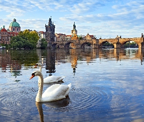 Praga, Łabędzie, Most, Rzeka, Czechy