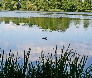 Kaczka, Jezioro