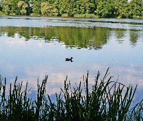 Jezioro, Kaczka