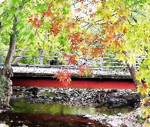 Jesień, Rzeka, Park, Most