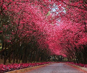 Park, Drzewa