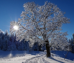Śnieg , Słońca, Ośnieżone, Droga, Promienie, Zima, Drzewa