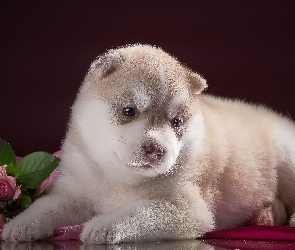 Siberian husky, Róże, Szczeniak