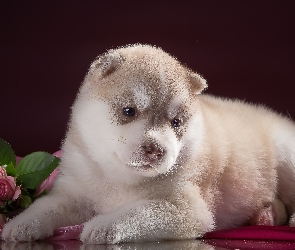 Szczeniak, Róże, Siberian husky