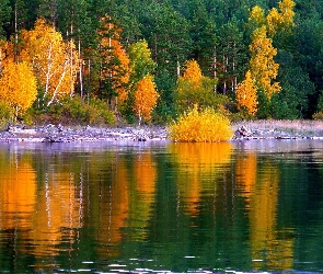 Jesień, Złota, Jezioro, Las