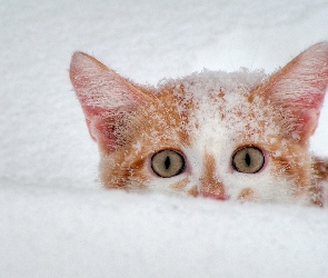 Kot, Śniegu, Zaspa